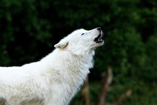 Tundrawolf Ayla und Scott Wildpark Alte Fasanerie Klein Auheim 2016