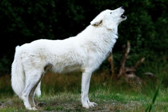 Tundrawolf Ayla und Scott Wildpark Alte Fasanerie Klein Auheim 2016