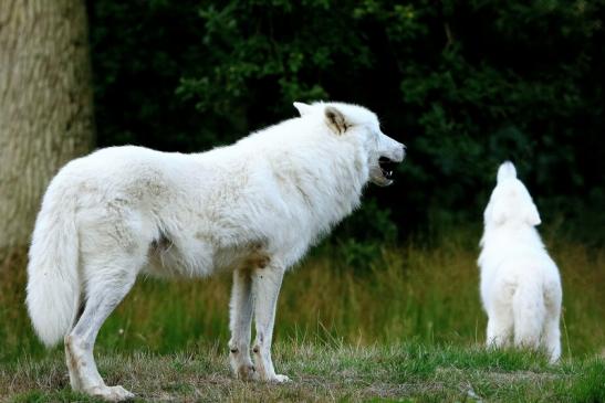 Tundrawolf Ayla und Scott Wildpark Alte Fasanerie Klein Auheim 2016