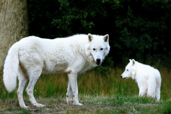 Tundrawolf Ayla und Scott Wildpark Alte Fasanerie Klein Auheim 2016