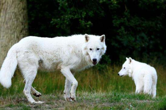 Tundrawolf Ayla und Scott Wildpark Alte Fasanerie Klein Auheim 2016