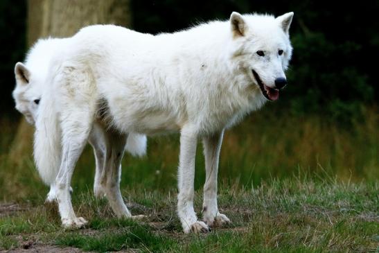 Tundrawolf Ayla und Scott Wildpark Alte Fasanerie Klein Auheim 2016