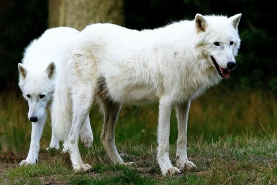 Tundrawolf Ayla und Scott Wildpark Alte Fasanerie Klein Auheim 2016