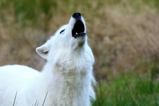 Tundrawolf Ayla und Scott Wildpark Alte Fasanerie Klein Auheim 2016