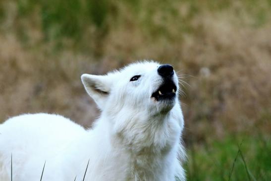 Tundrawolf Ayla und Scott Wildpark Alte Fasanerie Klein Auheim 2016