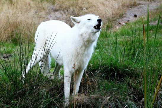 Tundrawolf Ayla und Scott Wildpark Alte Fasanerie Klein Auheim 2016