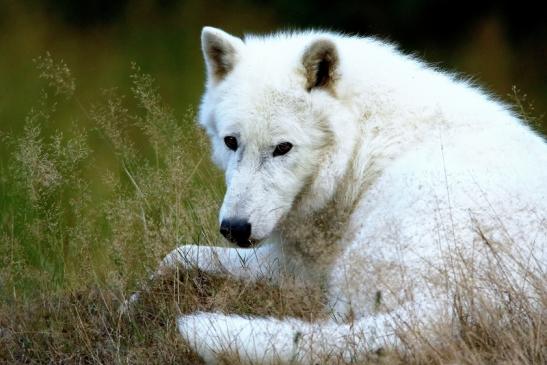 Tundrawolf Ayla und Scott Wildpark Alte Fasanerie Klein Auheim 2016