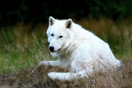 Tundrawolf Ayla und Scott Wildpark Alte Fasanerie Klein Auheim 2016