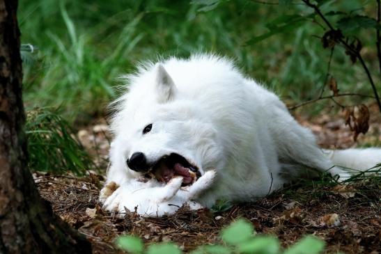 Tundrawolf Ayla und Scott Wildpark Alte Fasanerie Klein Auheim 2017