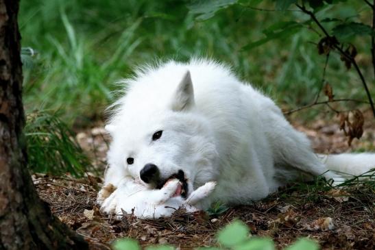 Tundrawolf Ayla und Scott Wildpark Alte Fasanerie Klein Auheim 2017