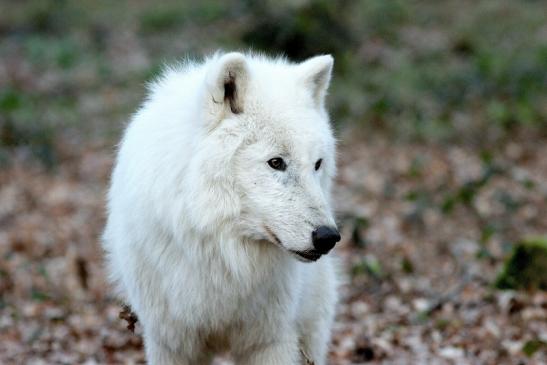 Tundrawolf Ayla und Scott Wildpark Alte Fasanerie Klein Auheim 2017