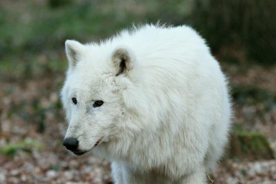 Tundrawolf Ayla und Scott Wildpark Alte Fasanerie Klein Auheim 2017