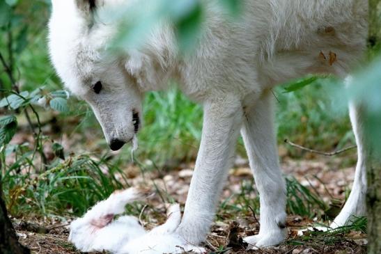 Tundrawolf Ayla und Scott Wildpark Alte Fasanerie Klein Auheim 2017