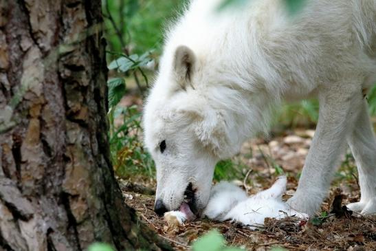 Tundrawolf Ayla und Scott Wildpark Alte Fasanerie Klein Auheim 2017