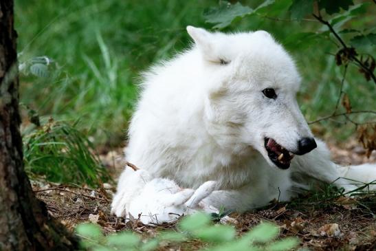 Tundrawolf Ayla und Scott Wildpark Alte Fasanerie Klein Auheim 2017