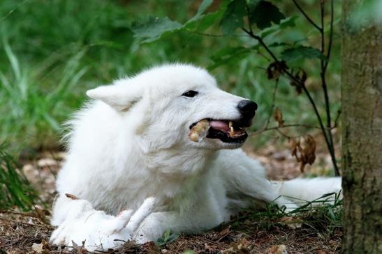 Tundrawolf Ayla und Scott Wildpark Alte Fasanerie Klein Auheim 2017