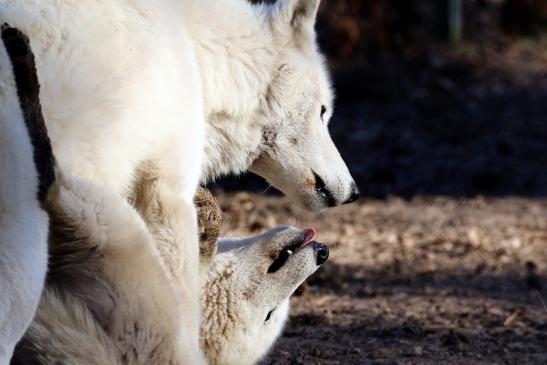 Tundrawolf Wildpark Alte Fasanerie Klein Auheim 2019