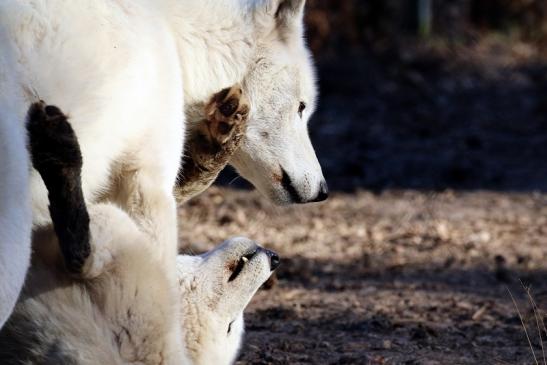 Tundrawolf Wildpark Alte Fasanerie Klein Auheim 2019