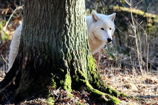 Tundrawolf Wildpark Alte Fasanerie Klein Auheim 2019