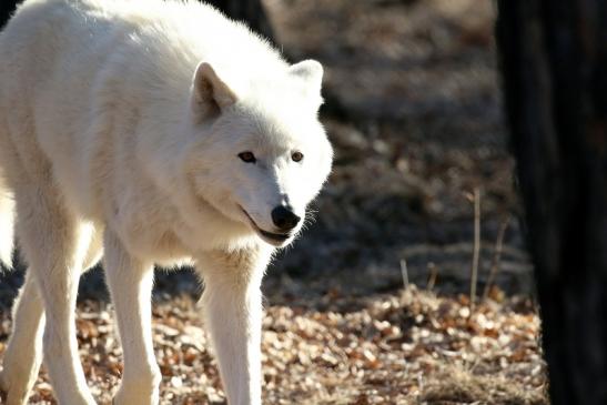 Tundrawolf Wildpark Alte Fasanerie Klein Auheim 2019