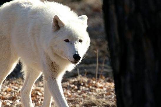 Tundrawolf Wildpark Alte Fasanerie Klein Auheim 2019