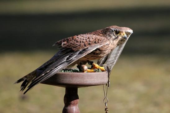 Turmfalke - Falknerei - Wildpark Alte Fasanerie Klein Auheim 2015