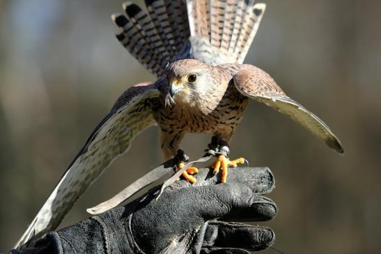 Turmfalke - Falknerei - Wildpark Alte Fasanerie Klein Auheim 2015