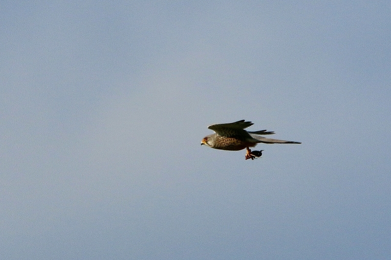 Turmfalke mit Eidechse als Beute Bingenheimer Ried Wetterau 2016
