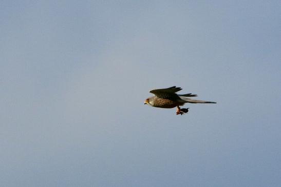 Turmfalke mit Eidechse als Beute Bingenheimer Ried Wetterau 2016