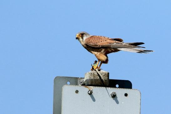 Turmfalke mit Eidechse als Beute Bingenheimer Ried Wetterau 2016