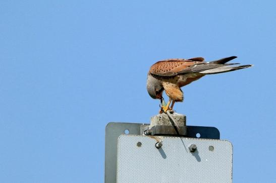 Turmfalke mit Eidechse als Beute Bingenheimer Ried Wetterau 2016