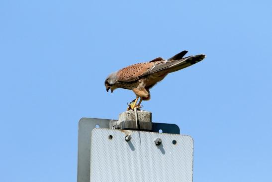 Turmfalke mit Eidechse als Beute Bingenheimer Ried Wetterau 2016