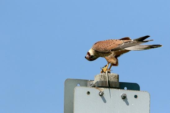 Turmfalke mit Eidechse als Beute Bingenheimer Ried Wetterau 2016