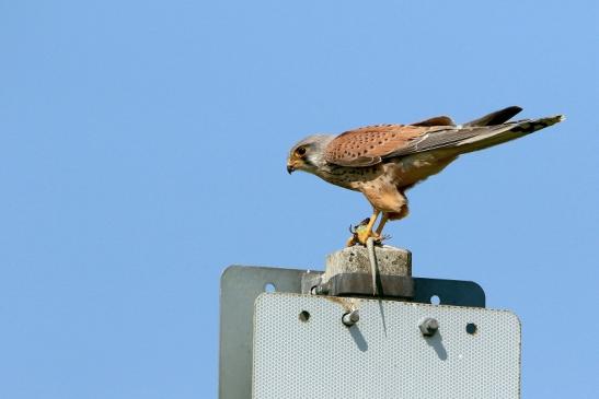 Turmfalke mit Eidechse als Beute Bingenheimer Ried Wetterau 2016