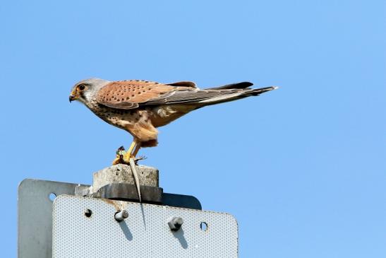 Turmfalke mit Eidechse als Beute Bingenheimer Ried Wetterau 2016