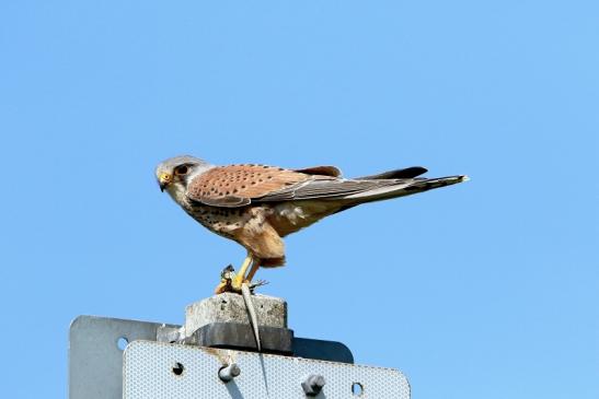 Turmfalke mit Eidechse als Beute Bingenheimer Ried Wetterau 2016