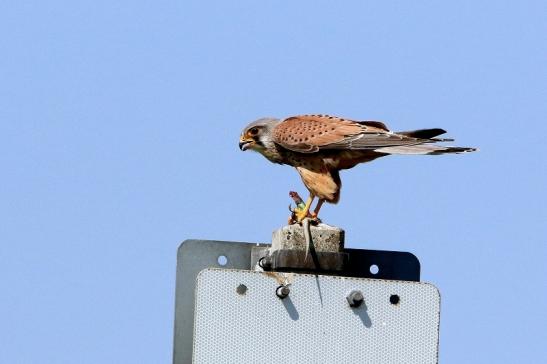 Turmfalke mit Eidechse als Beute Bingenheimer Ried Wetterau 2016