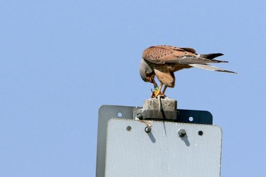 Turmfalke mit Eidechse als Beute Bingenheimer Ried Wetterau 2016