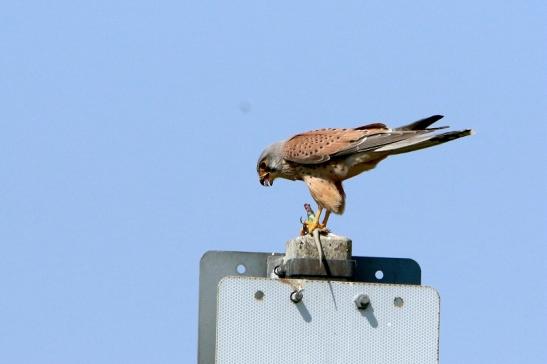 Turmfalke mit Eidechse als Beute Bingenheimer Ried Wetterau 2016