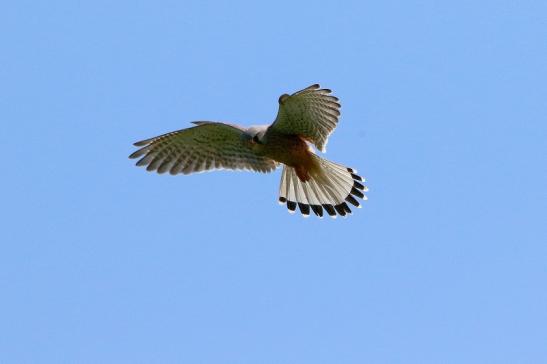 Turmfalke Rüttelnd Bingenheimer Ried Wetterau 2016