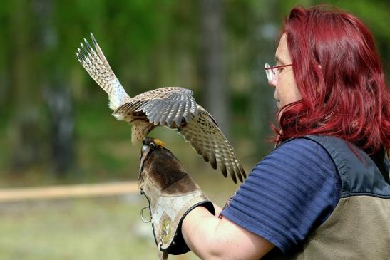 Turmfalke - Falknerei - Wildpark Alte Fasanerie Klein Auheim 2017