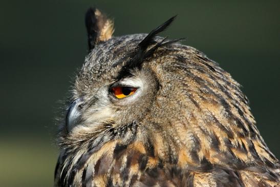 Uhu - Falknerei - Wildpark Alte Fasanerie Klein Auheim 2015