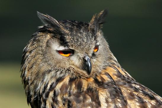 Uhu - Falknerei - Wildpark Alte Fasanerie Klein Auheim 2015