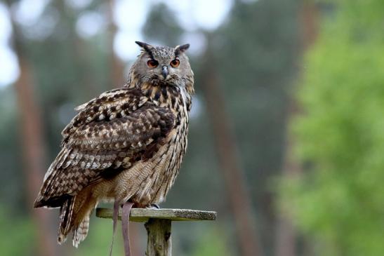 Uhu - Falknerei - Wildpark Alte Fasanerie Klein Auheim 2017