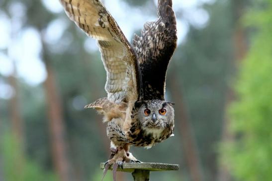 Uhu - Falknerei - Wildpark Alte Fasanerie Klein Auheim 2017