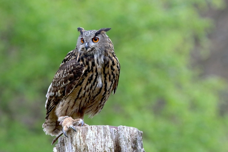 Uhu - Falknerei - Wildpark Alte Fasanerie Klein Auheim 2017