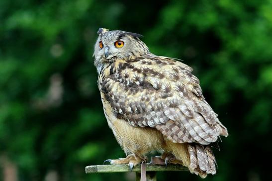 Uhu - Falknerei - Wildpark Alte Fasanerie Klein Auheim 2017