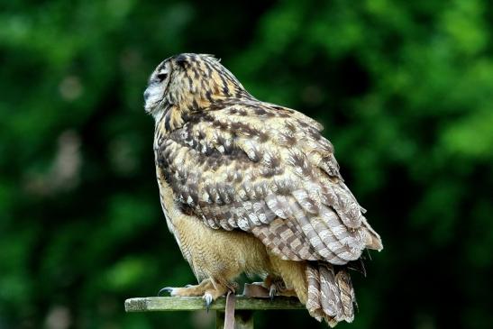 Uhu - Falknerei - Wildpark Alte Fasanerie Klein Auheim 2017