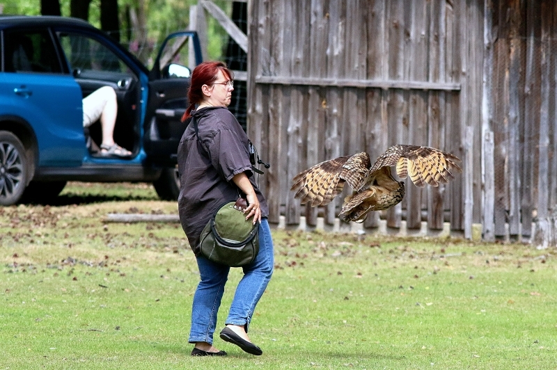 Uhu - Falknerei - Wildpark Alte Fasanerie Klein Auheim 2017