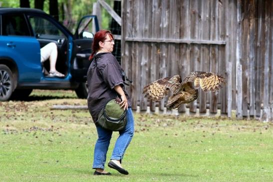 Uhu - Falknerei - Wildpark Alte Fasanerie Klein Auheim 2017